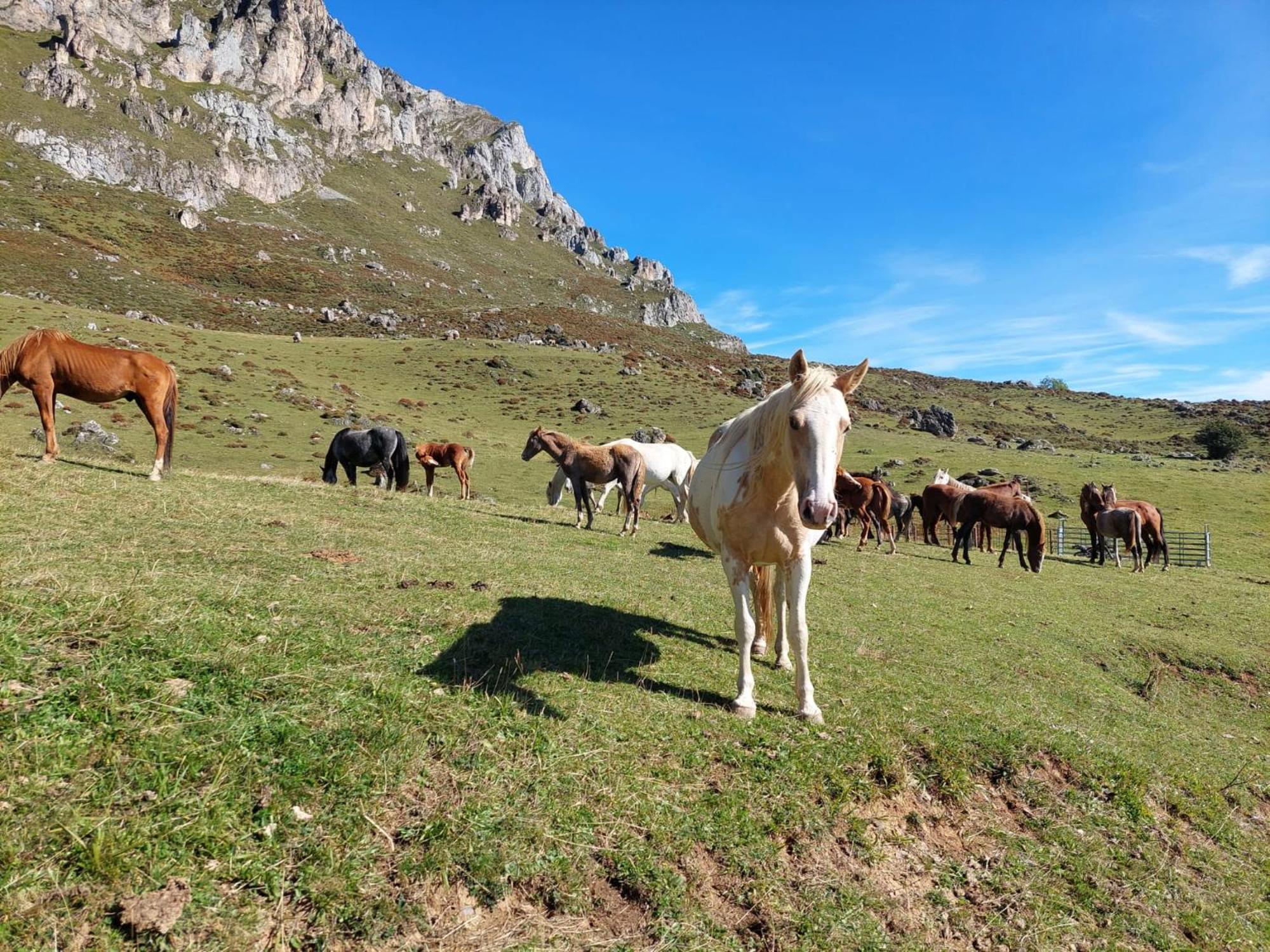 Hosteria Picos De Europa بوت المظهر الخارجي الصورة